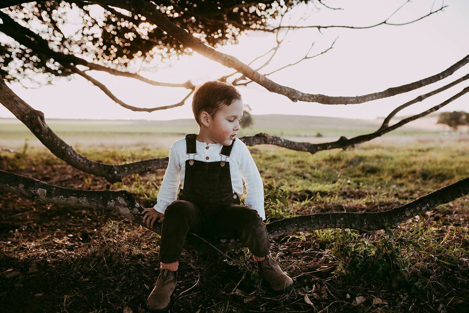 A young boy sits on a low hanging black branch. A green field behind him.